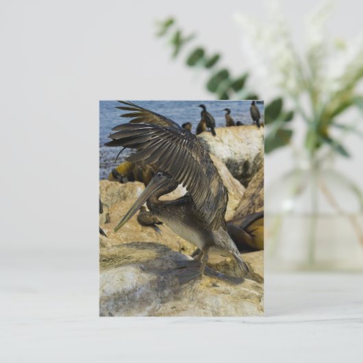 Carte postale Pelican (Debout devant)