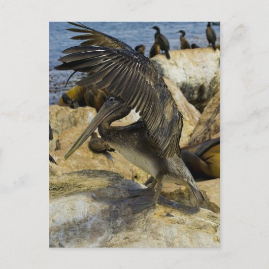 Carte postale Pelican (Devant)