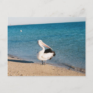 Carte Postale Pelican À Monkey Mia, Australie Occidentale.