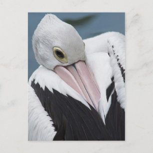 Carte Postale Pélican australien en gros plan