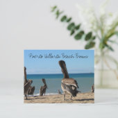 Carte Postale Pelican Beach Bums (Debout devant)