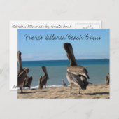 Carte Postale Pelican Beach Bums (Devant / Derrière)