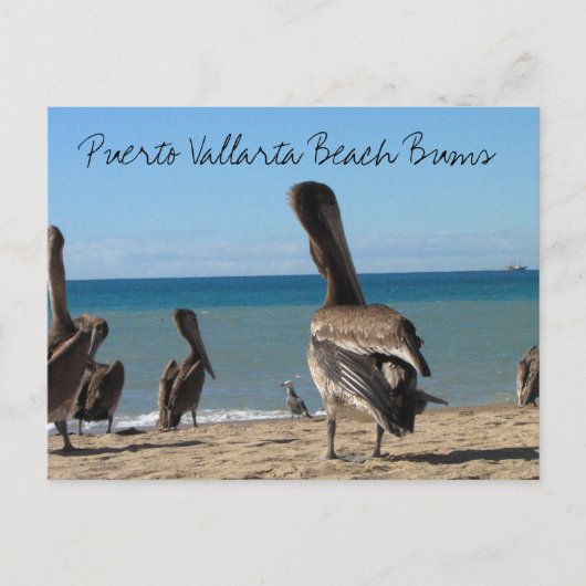 Carte Postale Pelican Beach Bums (Devant)
