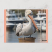 Carte Postale Pélican beau (Dos)