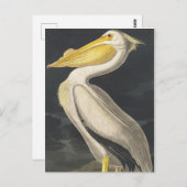 Carte Postale Pélican blanc américain des oiseaux d'Amérique (Devant / Derrière)