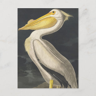 Carte Postale Pélican blanc américain des oiseaux d'Amérique
