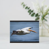Carte Postale Pélican blanc américain en vol (Debout devant)