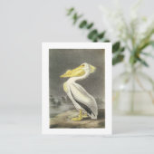 Carte Postale Pélican blanc américain par Audubon (Debout devant)