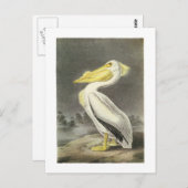 Carte Postale Pélican blanc américain par Audubon (Devant / Derrière)