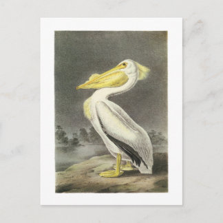 Carte Postale Pélican blanc américain par Audubon
