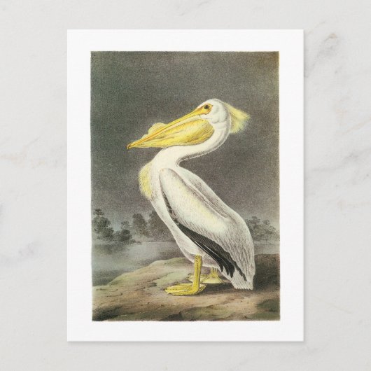 Carte Postale Pélican blanc américain par Audubon (Devant)