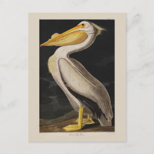 Carte Postale Pélican blanc antique de John James Audubon côtier