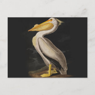 Carte Postale Pélican blanc antique de John James Audubon côtier