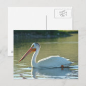 Carte Postale Pélican blanc B4 (Devant / Derrière)