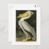 Carte Postale Pélican blanc John James Audubon Oiseaux d'Amériqu (Devant / Derrière)