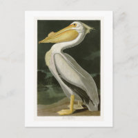 Pélican blanc John James Audubon Oiseaux d'Amériqu