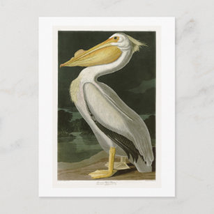 Carte Postale Pélican blanc John James Audubon Oiseaux d'Amériqu