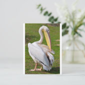 Carte Postale Pélican blanc sur herbe (Debout devant)