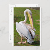 Carte Postale Pélican blanc sur herbe (Devant / Derrière)