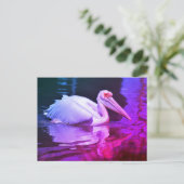 Carte Postale Pélican blanc sur l'eau (Debout devant)