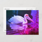 Carte Postale Pélican blanc sur l'eau (Devant / Derrière)