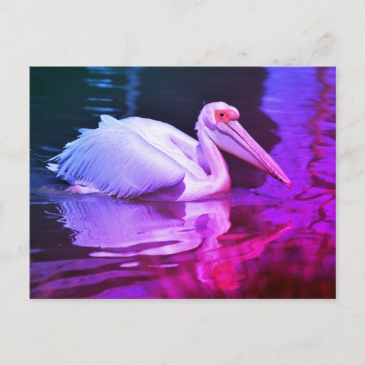 Carte Postale Pélican blanc sur l'eau (Devant)