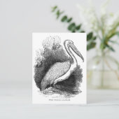 Carte Postale Pélican blanc vintage (Debout devant)