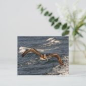 Carte postale Pélican Brown (Debout devant)