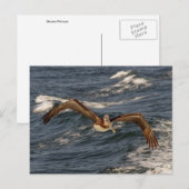 Carte postale Pélican Brown (Devant / Derrière)