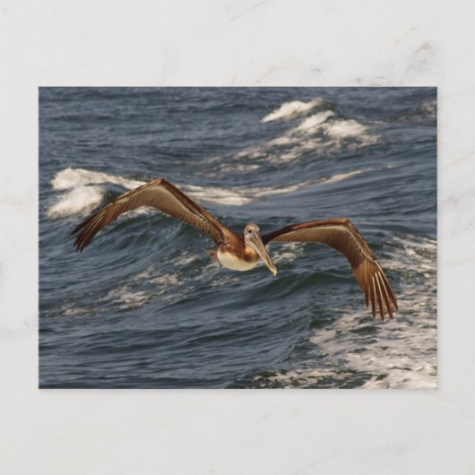 Carte postale Pélican Brown (Devant)