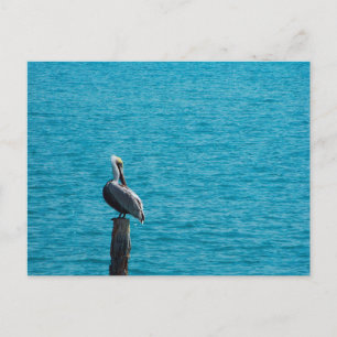 Carte Postale Pélican Brown