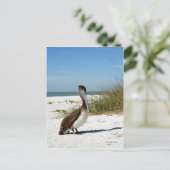 Carte postale Pélican Brown (Debout devant)