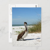 Carte postale Pélican Brown (Devant / Derrière)