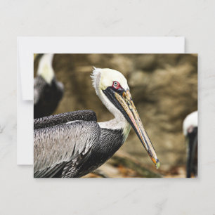 Carte Postale Pélican Brown