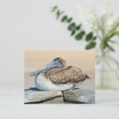 Carte Postale Pélican Brown (Debout devant)