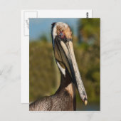 Carte postale Pélican Brown (Devant / Derrière)