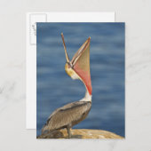 Carte Postale Pélican Brown avec bouche ouverte (Devant / Derrière)