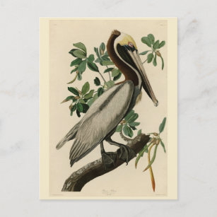 Carte Postale Pélican Brown d'Audubon's Birds of America