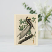 Carte Postale Pélican Brown d'Audubon's Birds of America (Debout devant)
