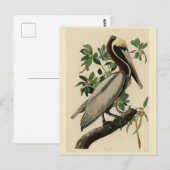 Carte Postale Pélican Brown d'Audubon's Birds of America (Devant / Derrière)