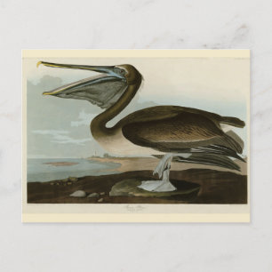 Carte Postale Pélican Brown d'Audubon's Birds of America