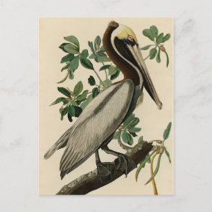Carte Postale Pélican Brown d'Audubon's Birds of America