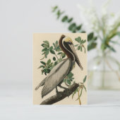 Carte Postale Pélican Brown d'Audubon's Birds of America (Debout devant)