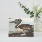 Carte Postale Pélican Brown des oiseaux d'Amérique (Debout devant)