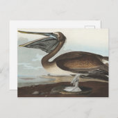 Carte Postale Pélican Brown des oiseaux d'Amérique (Devant / Derrière)