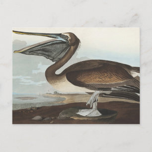 Carte Postale Pélican Brown des oiseaux d'Amérique