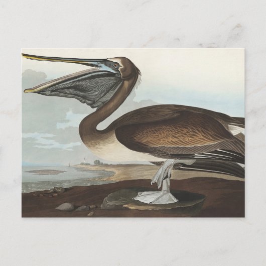 Carte Postale Pélican Brown des oiseaux d'Amérique (Devant)