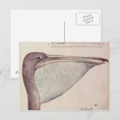 Carte Postale Pelican, c.1590 (Devant / Derrière)