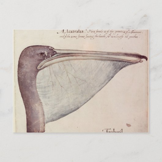 Carte Postale Pelican, c.1590 (Devant)