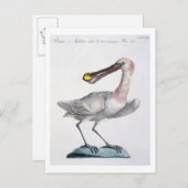 Carte Postale Pelican, c.1767-76 (main coloured engraving) (Devant / Derrière)